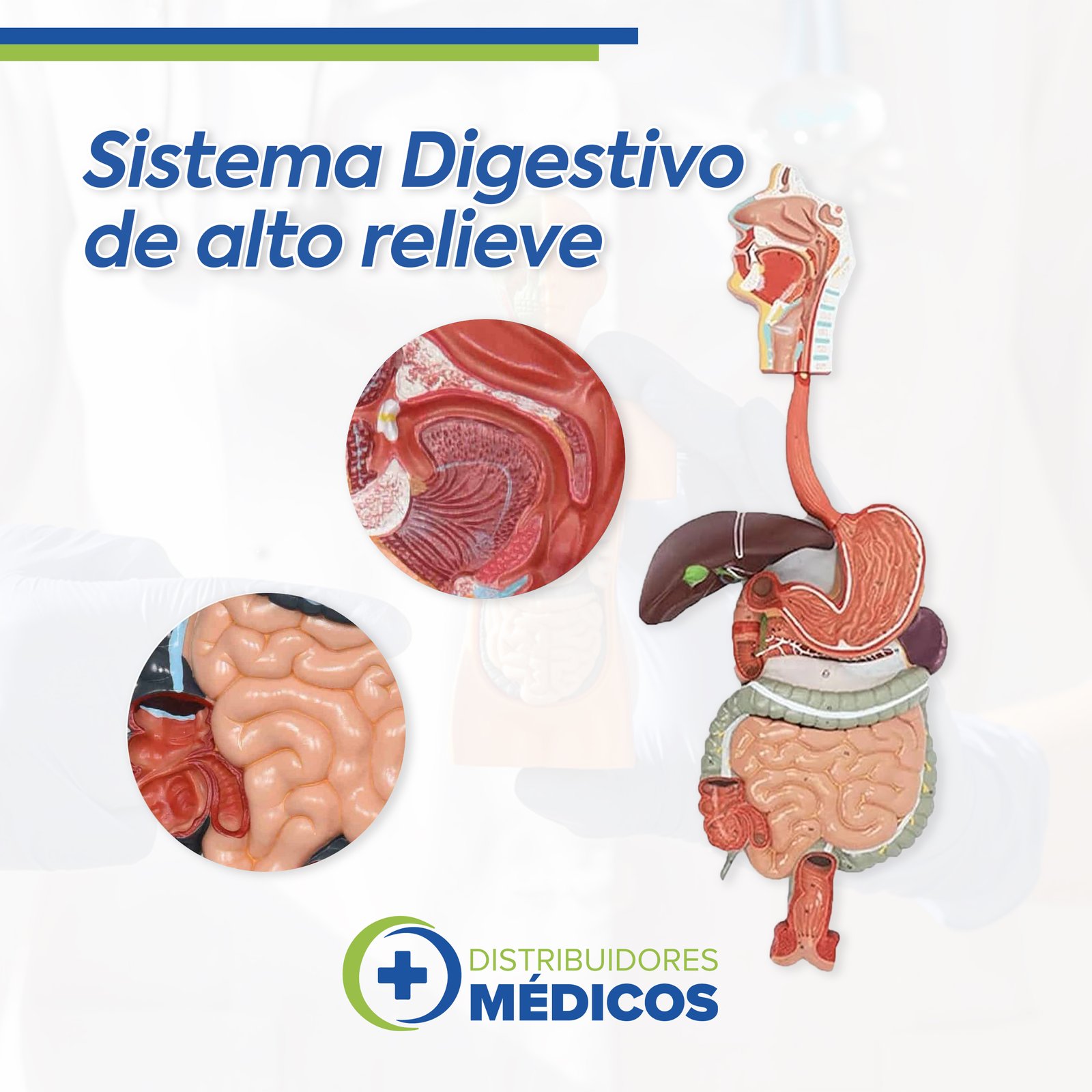 SISTEMA DIGESTIVO EN ALTO RELIEVE DESARMABLE EN 3 PIEZAS