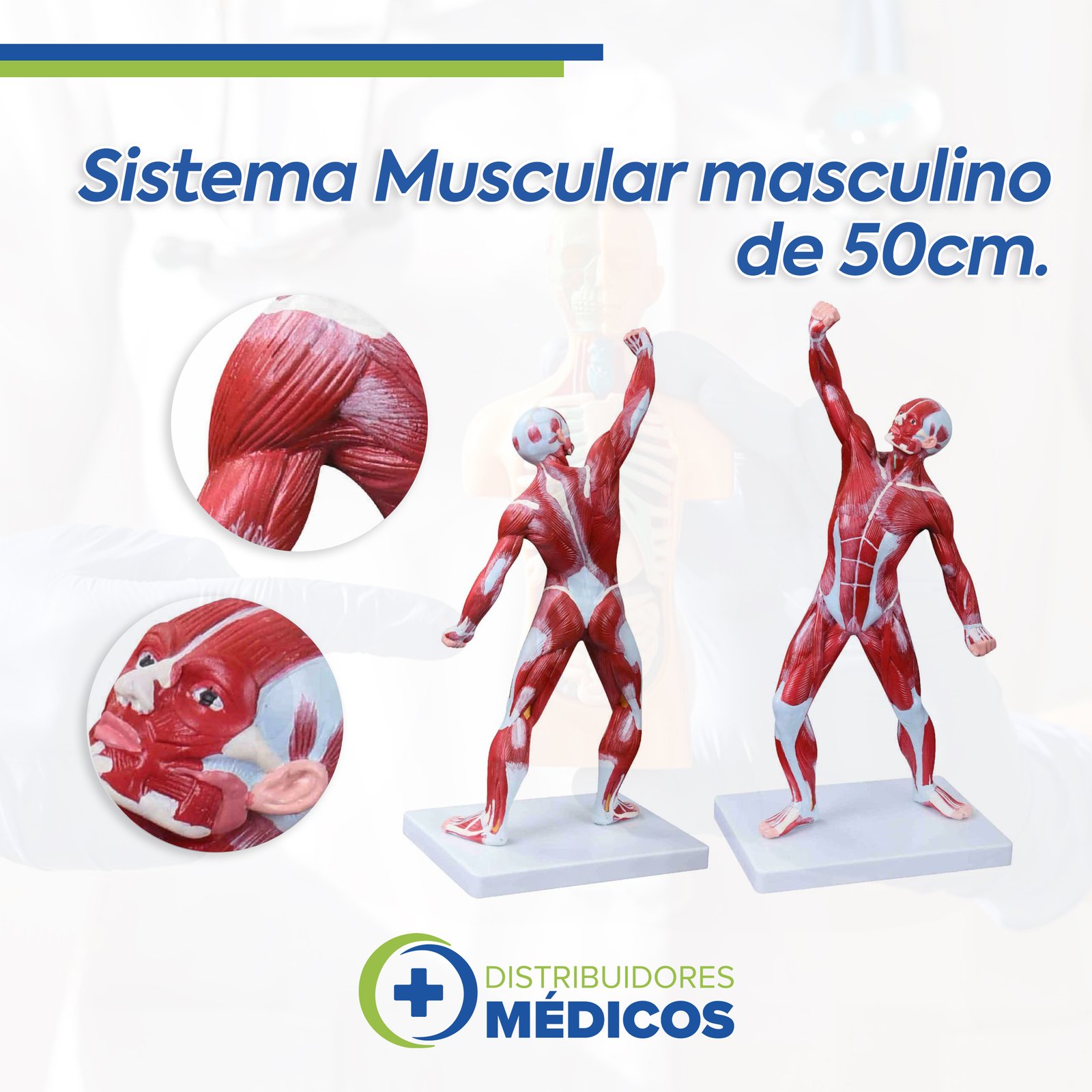 SISTEMA MUSCULAR MASCULINO X 50 CM