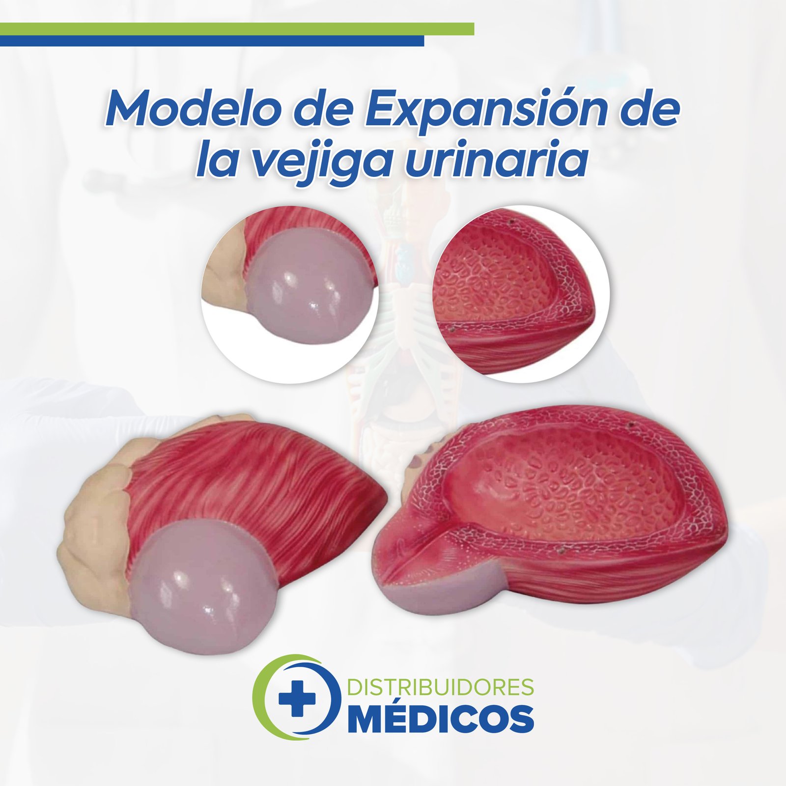 VEJIGA URINARIA CON GLANDULA PROSTATICA Y URETRA CORTADO EN 2