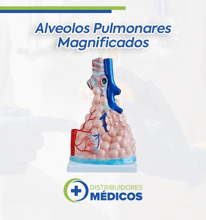 ALVEOLOS PULMONARES MAGNIFICADOS