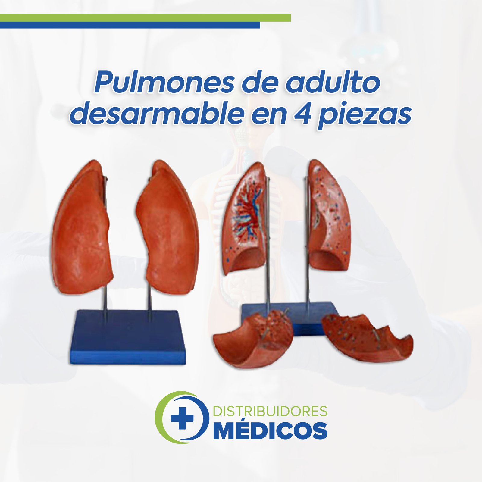 PULMONES DE ADULTO, DESARMABLES EN 4 PZAS