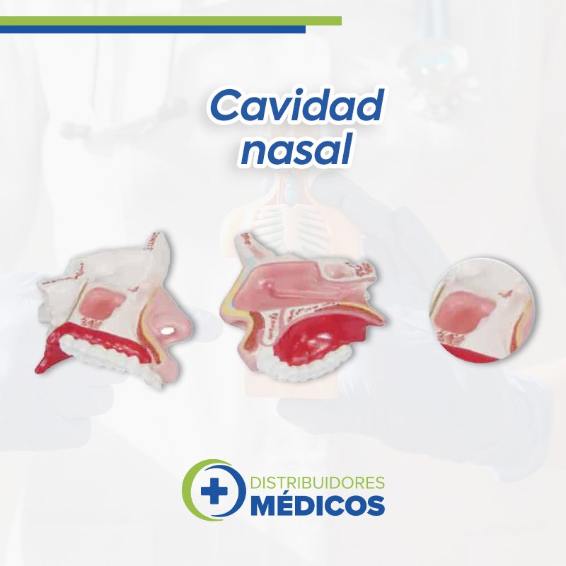 CAVIDAD NASAL