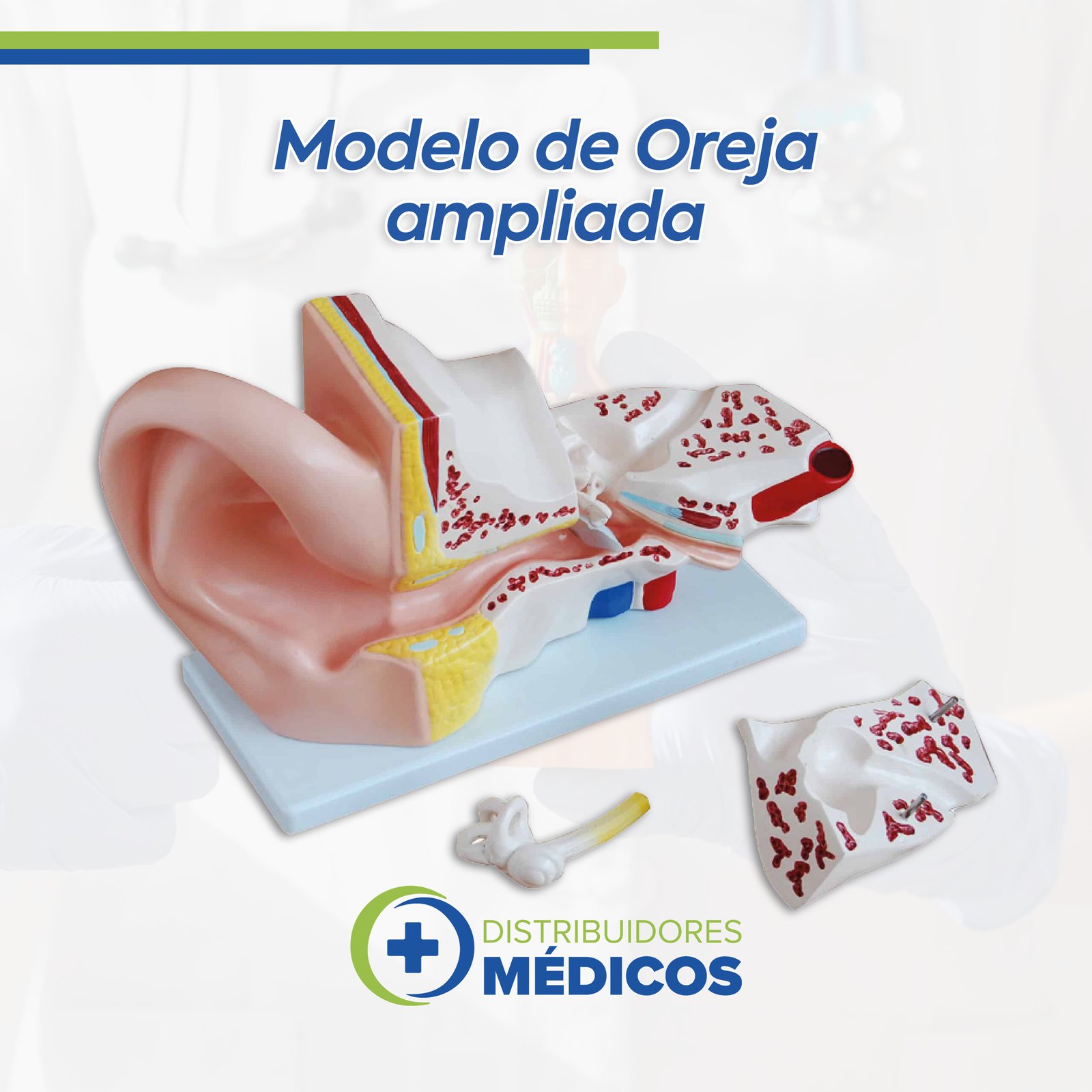 OREJA MAGNIFICADA DESARMABLE EN 4 PZAS