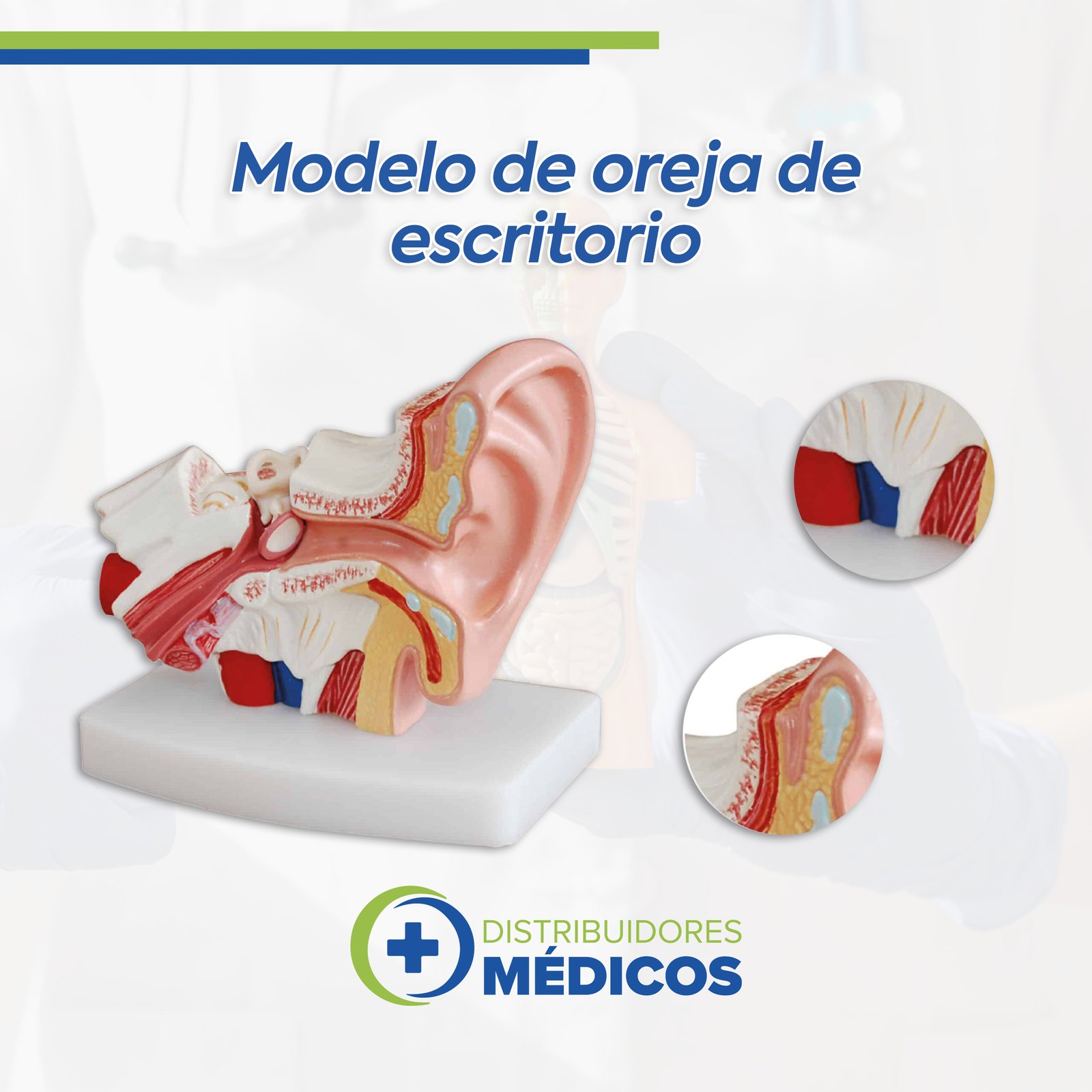 OREJA PEQUEÑA DE ESCRITORIO AMPLIADO EN 1.5 VECES