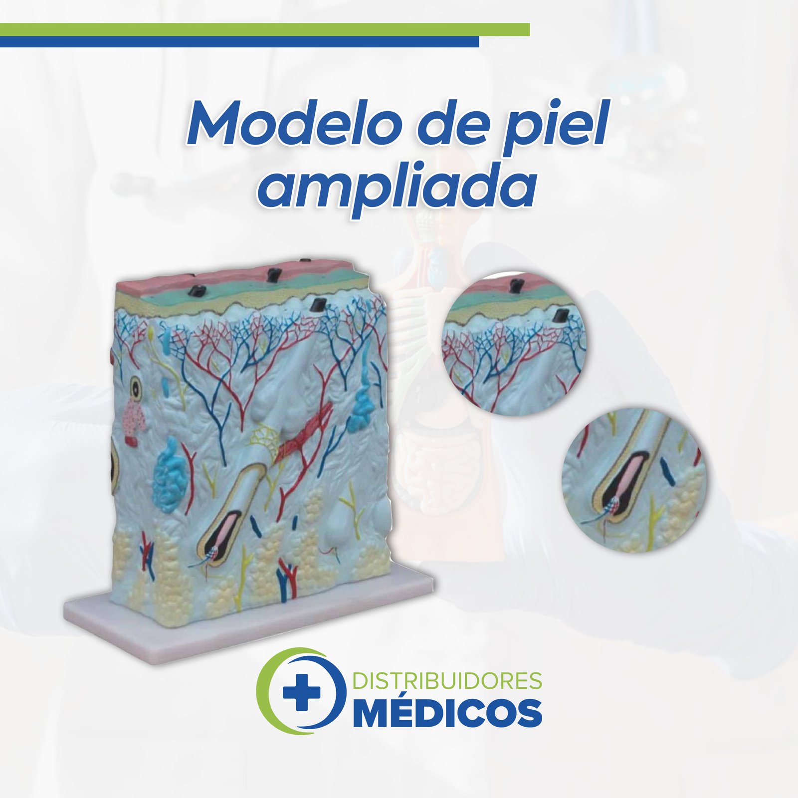 PIEL HUMANA, SECCION TRANSVERSAL AMPLIADA EN 105 VECES