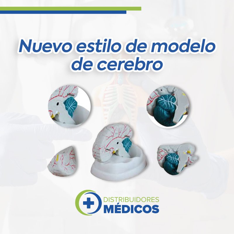 CEREBRO DE LUJO DESARMABLE EN 3 PZAS