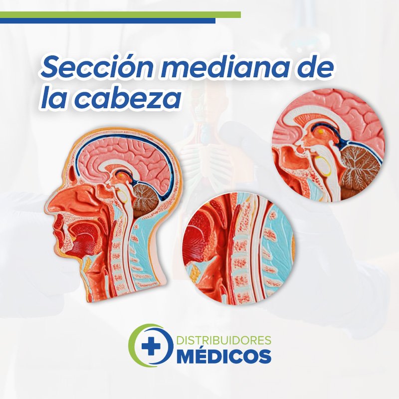 CABEZA, SECCION MEDIA DE ESTRUCTURAS DE LA CABEZA DETALLADA